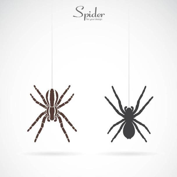 Como se llama la fobia a las arañas