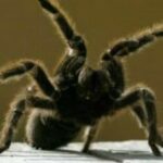 Fobia a las abejas y avispas