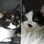 Tryptizol para mioclonias