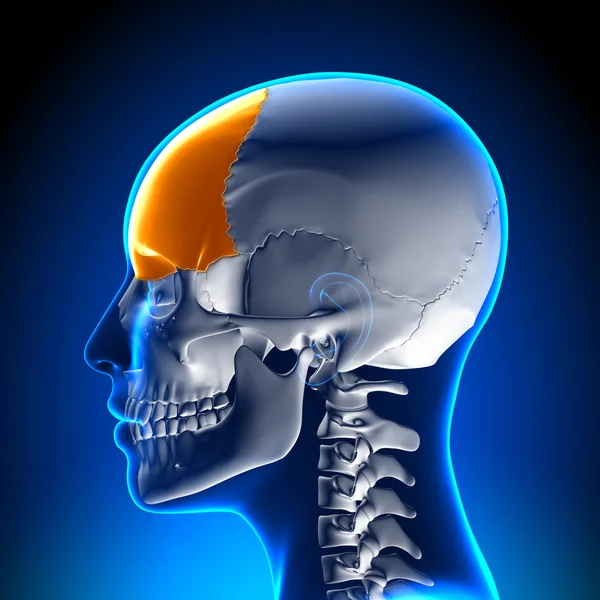 Dolor de cabeza lobulo frontal derecho