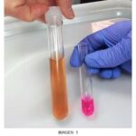 Mioclonia cadaver