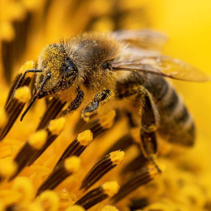 Fobia a las abejas como se llama