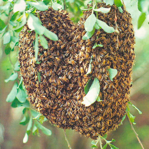 Fobia a las abejas