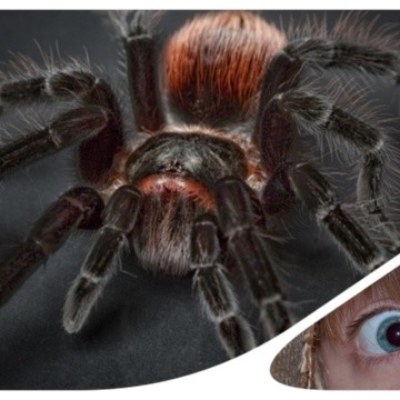 Fobia a las arañas significado