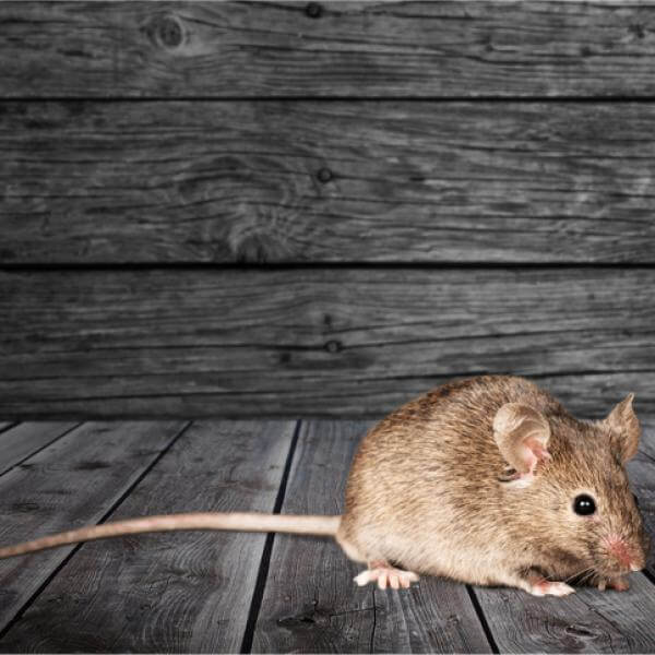 Fobia a las ratas y ratones