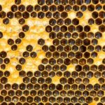 Fobia a las abejas
