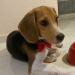 Hipnosis para fobias funciona