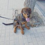 Puntos en las manos fobia