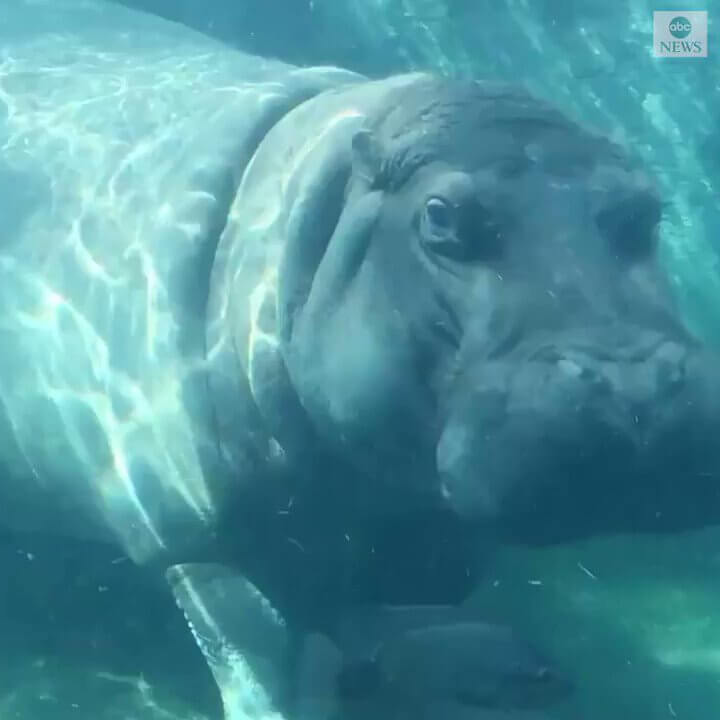 Fobia a los hipopotamos