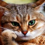 Test para fobia social