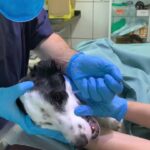 Dolor de cabeza lobulo frontal derecho