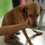 Dolor de cabeza y vomito