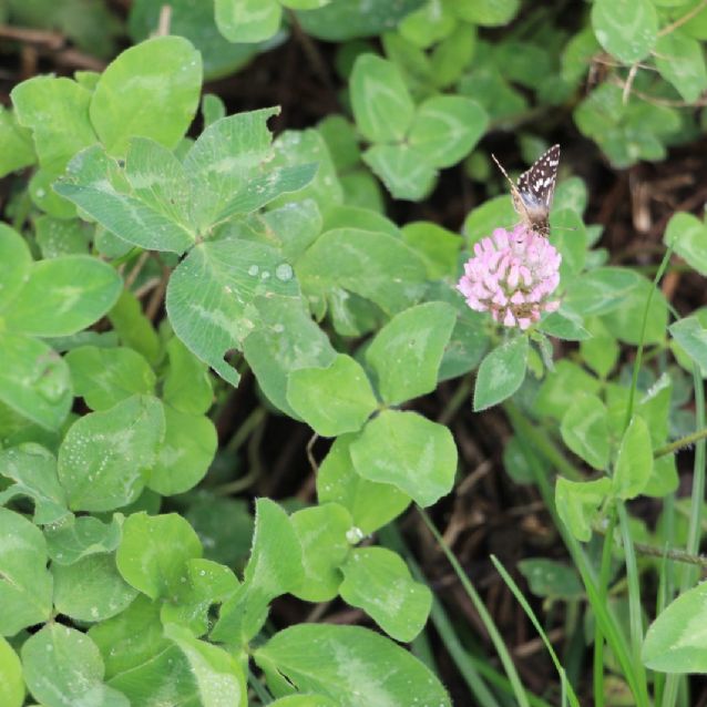 Plantas para retrasar la menopausia