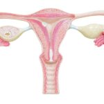 Es bueno tomar melatonina en la menopausia