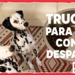 Aliviar ataques de ansiedad