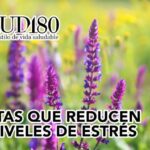 Tecnicas pnl para la ansiedad