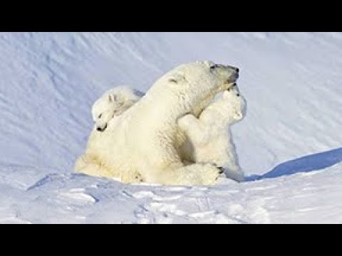 Osos polares bebes