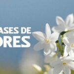 Buenos dias actitud positiva frases