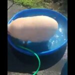 Q significa soñar con gato