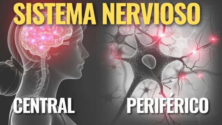 Sistema nervioso central periferico