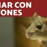 Test coeficiente intelectual gratis
