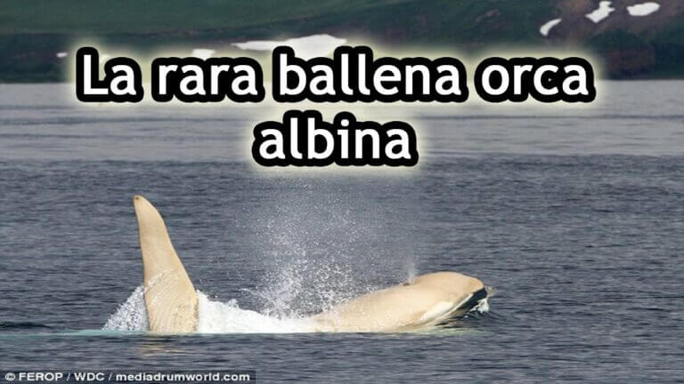 Orcas albinas