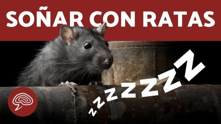 Qe significa soñar con ratas