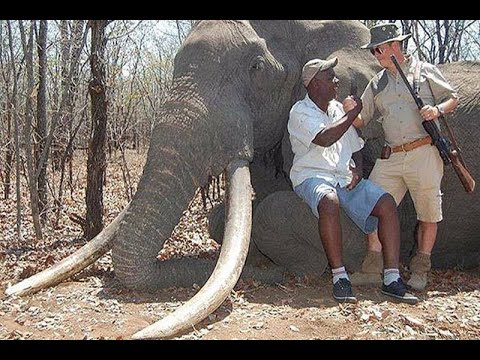 Cuál es el elefante más grande