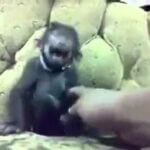 Le gusto test